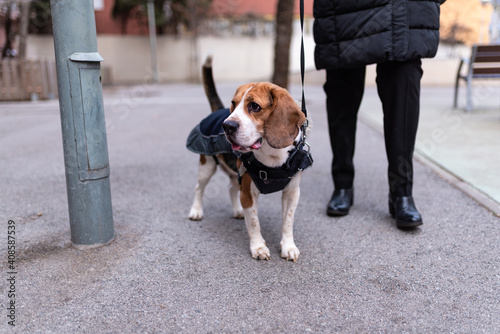 Beagle dog in a dog coat, held on a retractable leash, looking attentively into the street