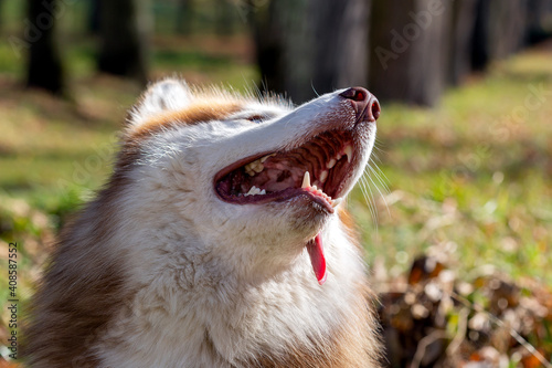 Red and white Siberian Husky dog looks at its owner with its mouth open. 