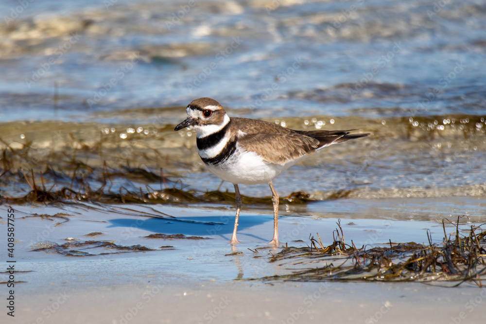 Killdeer Killdeer