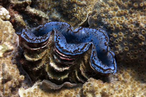 Sea shell, clam thridacna, mollusk 