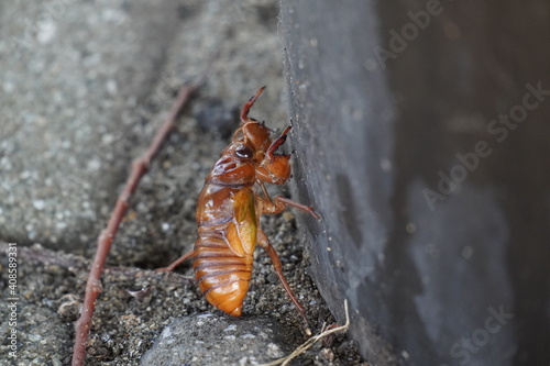 舗装された路上を歩くセミの幼虫