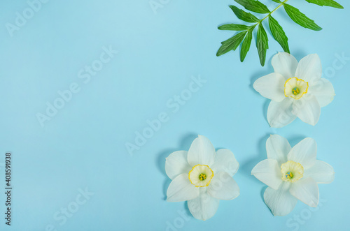 Greeting card background  daffodil flowers on blue background with copy space