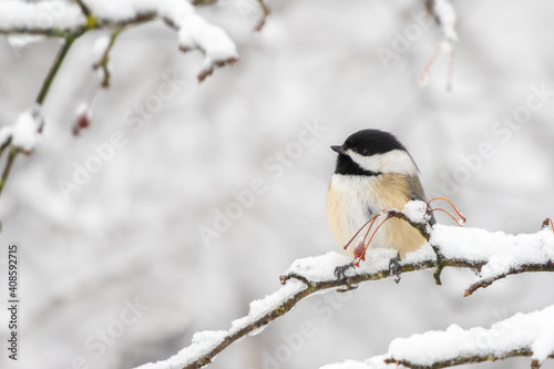 Black-capped Chickadee Being Cute