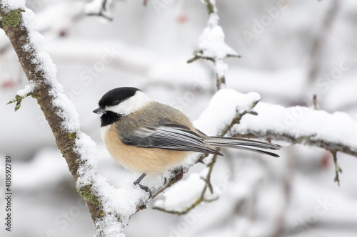 Black-capped Chickadee in the Snow