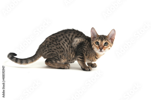 Purebred smooth-haired cat on a white background © Евгений Порохин