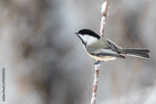 Black-capped Chickadee Perched