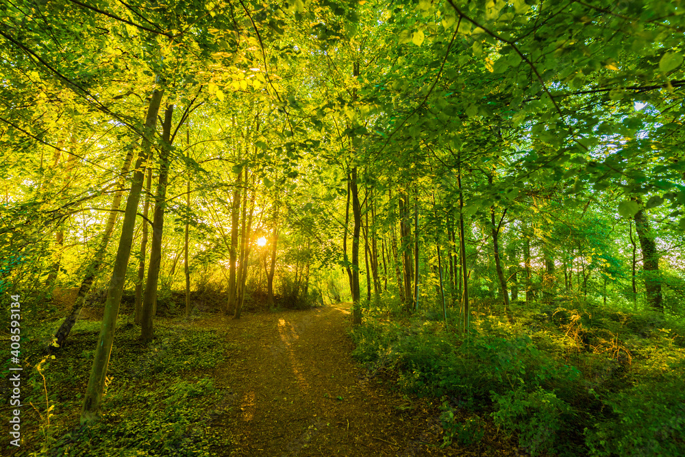 Obraz premium Sonnendurchfluteter Wald im Mai