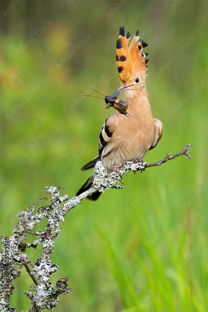 Eurasian hoopoe, upupa epops, with bug in beak on twing in spring. Vertical composition of a bird with orange and dark crest sitting on bush from front view in close up. Eurasian hoopoe, upupa epops, with bug in beak on twing in spring. Vertical composition of a bird with orange and dark crest sitting on bush from front view in close up.