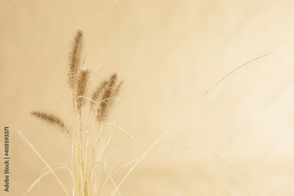 Obraz premium dray grain