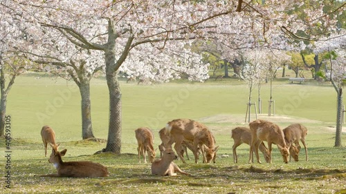 動画素材：桜と奈良公園の鹿 photo