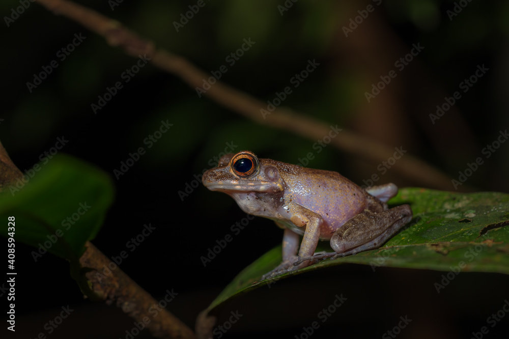 Frog on a leaf during the night in Bako National Park, Borneo Frog on a leaf during the night in Bako National Park, Borneo