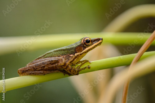 Frog on the stem of a plant in Khao Sok Thailand