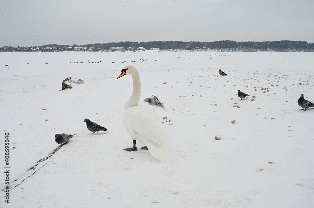 Beautiful swan bird and pigeons on snow near frozen Daugava river. Winter nature in Latvia. Beautiful swan bird and pigeons on snow near frozen Daugava river. Winter nature in Latvia.