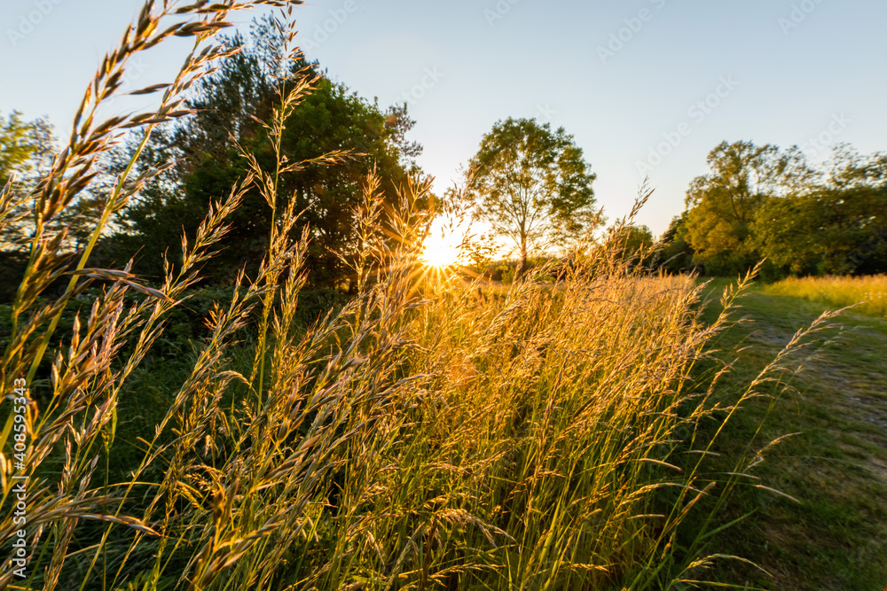 Fototapeta premium Gräser am Wegesrand genießen letzte Sonnenstrahlen
