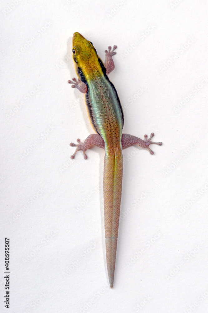 Blauer Bambus-Taggecko // Klemmer's day gecko (Phelsuma klemmeri) Stock  Photo | Adobe Stock