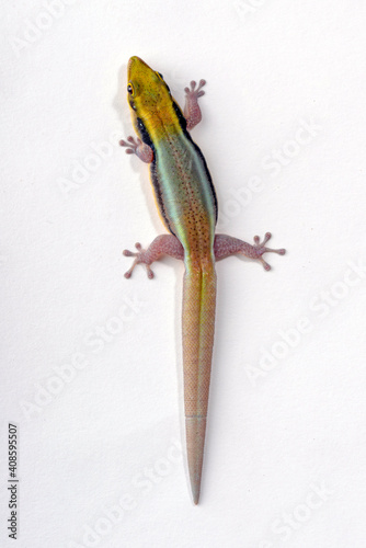 Blauer Bambus-Taggecko // Klemmer's day gecko (Phelsuma klemmeri) photo