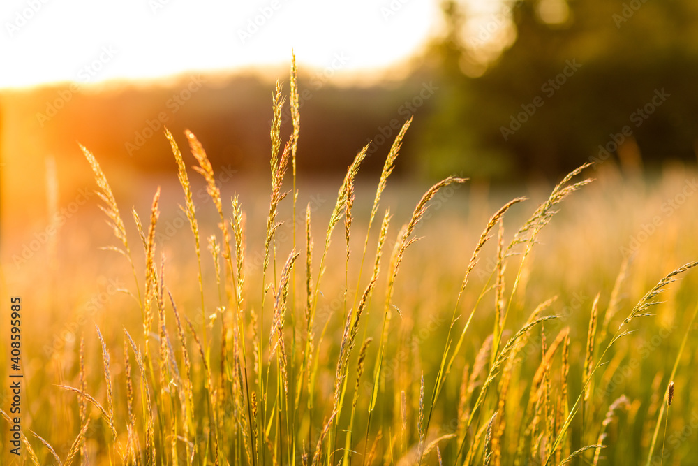 Gräser am Wegesrand genießen letzte Sonnenstrahlen