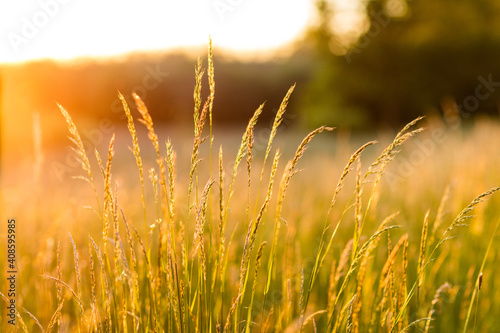 Gräser am Wegesrand genießen letzte Sonnenstrahlen