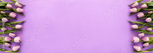 Purple tulips on a purple background. Spring flowers background top view. Banner with copy space