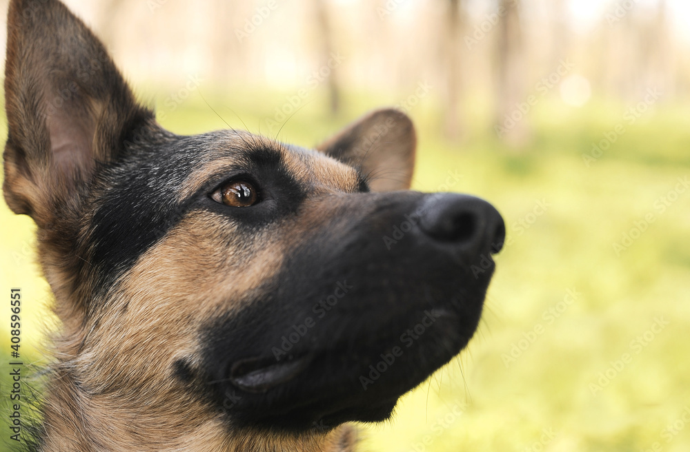 German shepherd in a grass