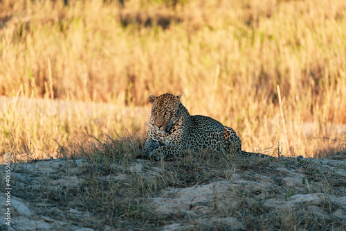 Leopard of sabi sands