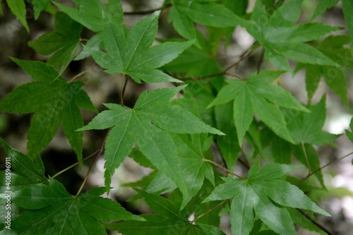 Many green leaves