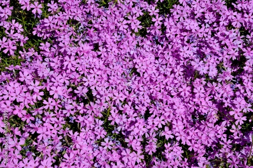 Field of pink flowers