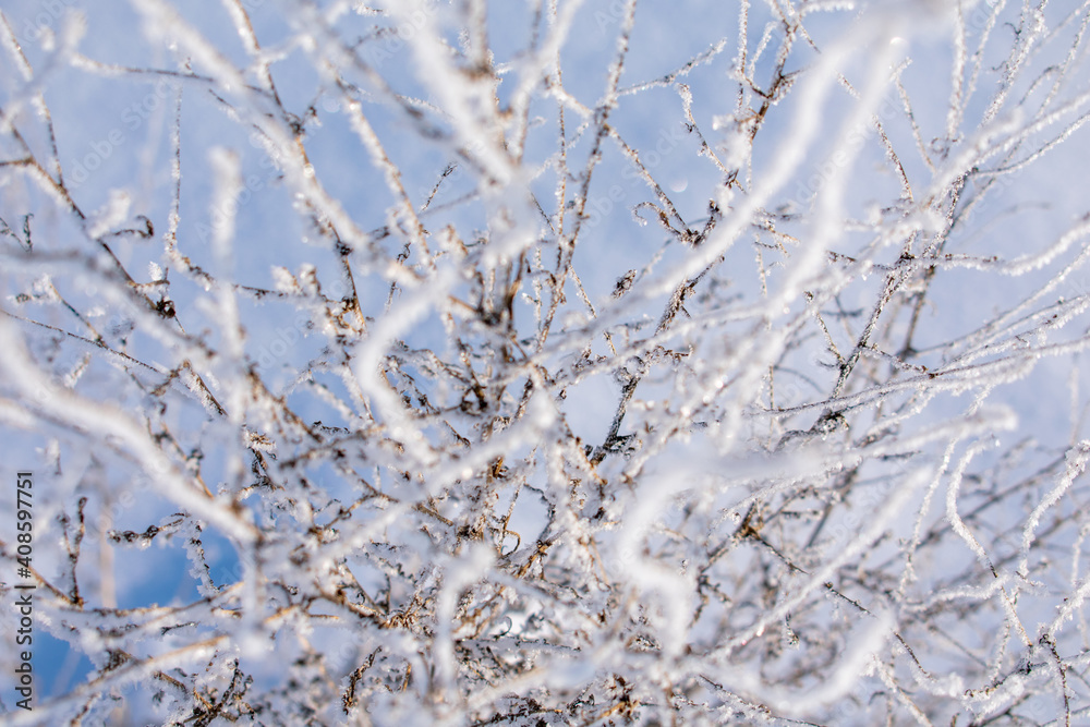 Frosty branches covered with ice and snow crystals close-up full frame