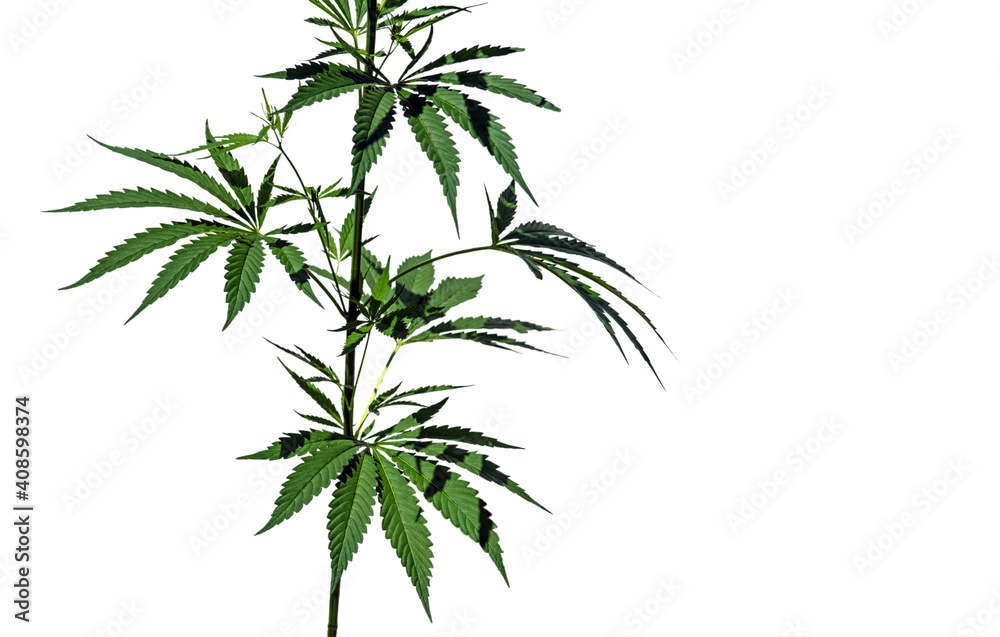 Brightly lit thickets of cannabis plants isolated on white background. Brightly lit thickets of cannabis plants isolated on white background.