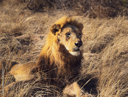 Lion king of the pride