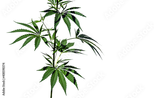 Brightly lit thickets of cannabis plants isolated on white background.