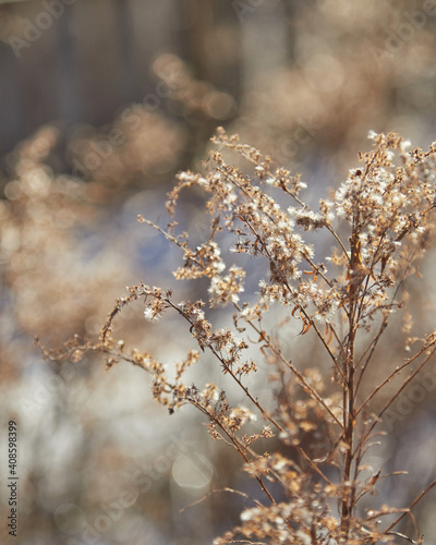 winter dry goldenrod flower field