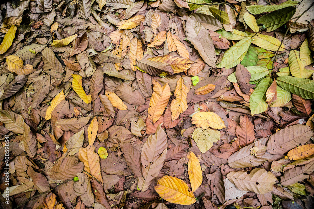 fallen leafs 