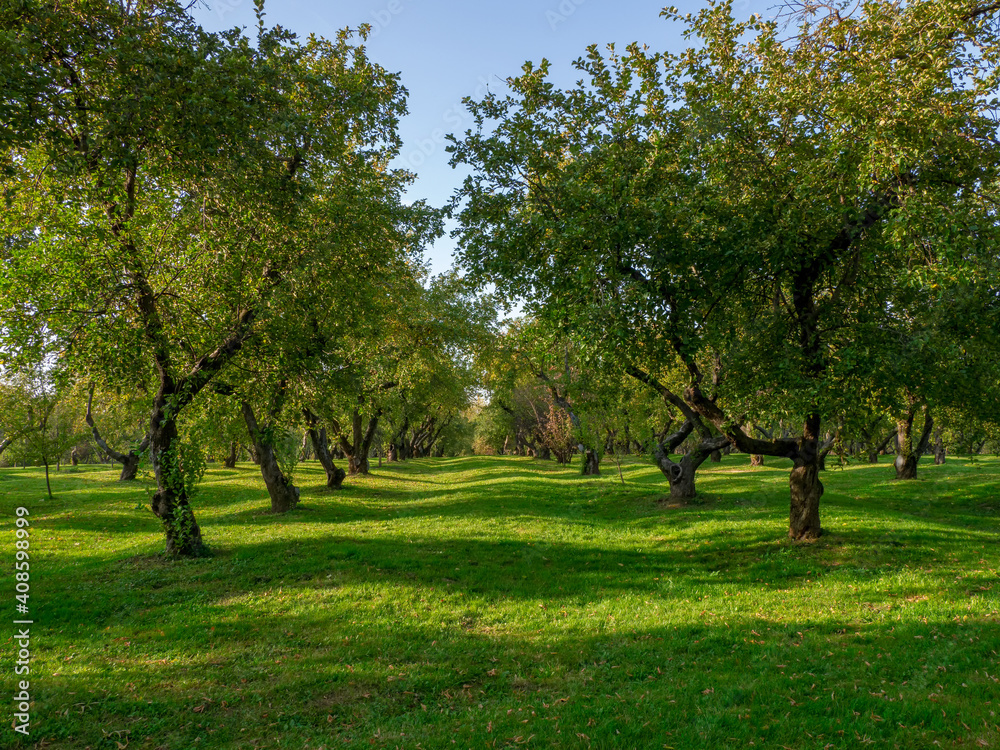 Green lawn with old fruit trees standing in a row. Green lawn with old fruit trees standing in a row.