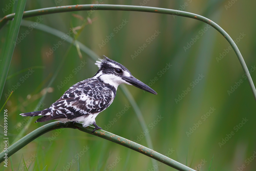 Obraz premium Pied kingfisher (Ceryle rudis) sitting on a reed in the rain in a game reserve in Kwa Zulu Natal in South Africa