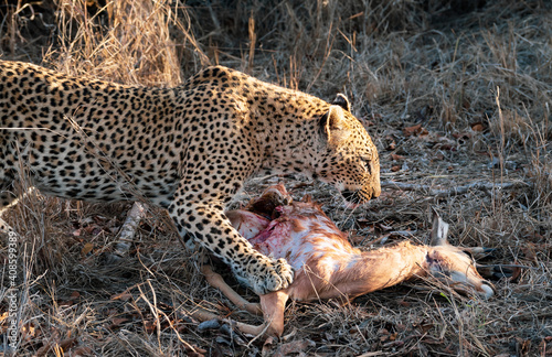 Leopard impala kill