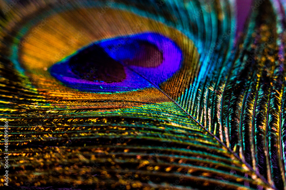 Naklejka premium Macro glitter Peacock Feather
