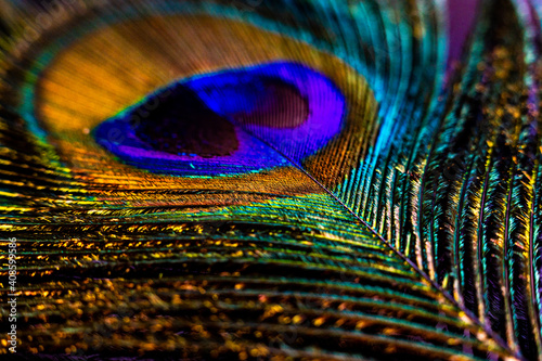Macro glitter Peacock Feather © sophie