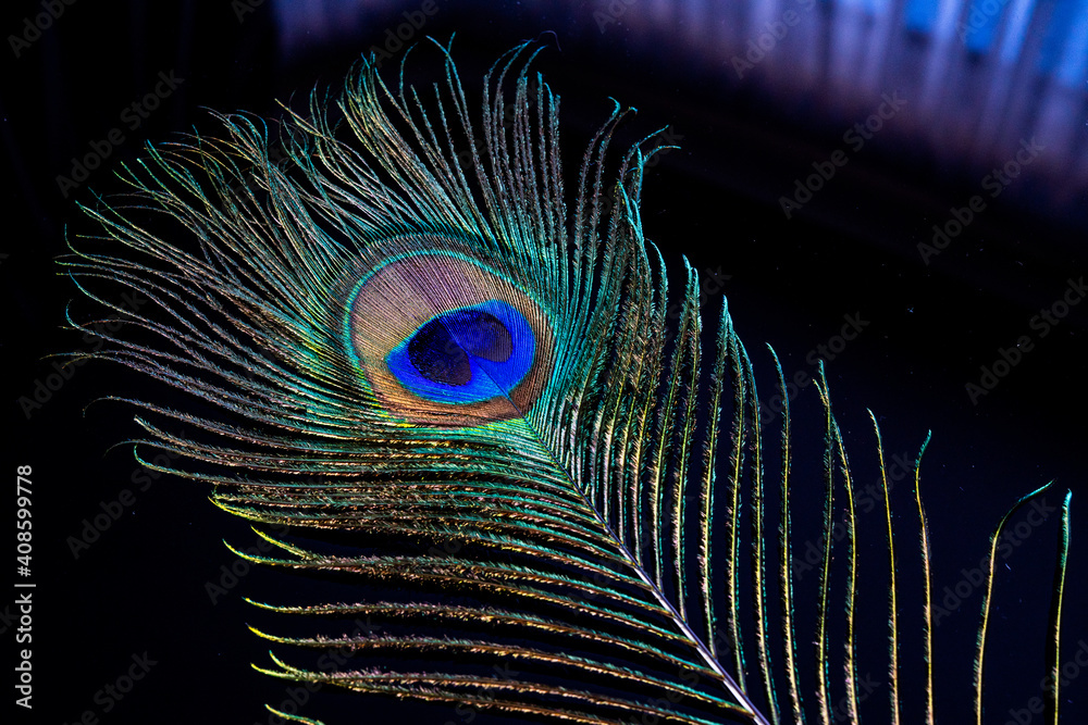 Obraz premium close up of peacock feather