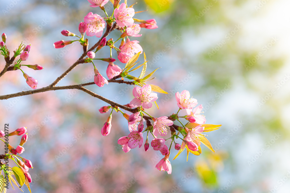 Branch of Prunus Kanzan cherry. Pink double flowers and green leaves in the blue sky background, close up. Prunus serrulata, flowering tree, called as Kwanzan, Sekiyama cherry, Japanese cherry, Sakura Branch of Prunus Kanzan cherry. Pink double flowers and green leaves in the blue sky background, close up. Prunus serrulata, flowering tree, called as Kwanzan, Sekiyama cherry, Japanese cherry, Sakura
