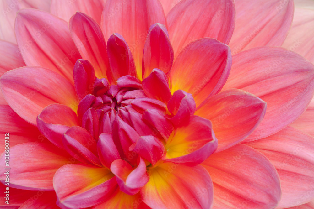 Closeup of beautiful, multi-colored dahlia blossom in summer
