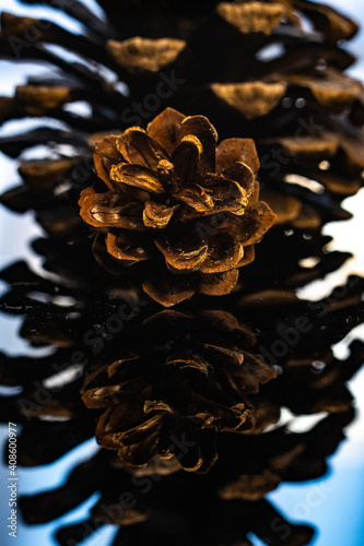 abstract reflection of pinecone