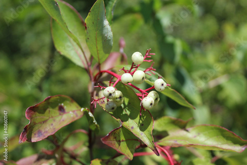 Red-osier dogwood berries at Linne Woods in Morton Grove, Illinois photo