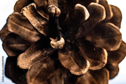 closeup of a pinecone