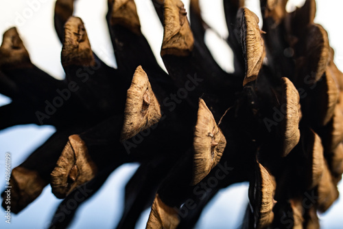 close up of a pinecone