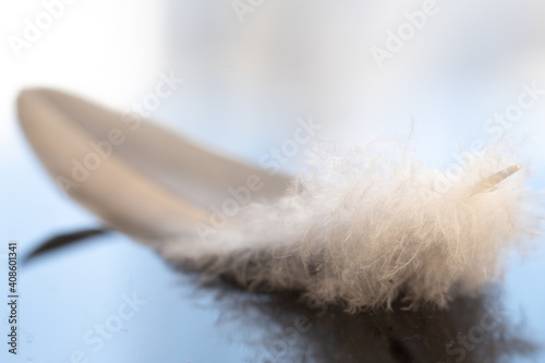 close up detail of feather