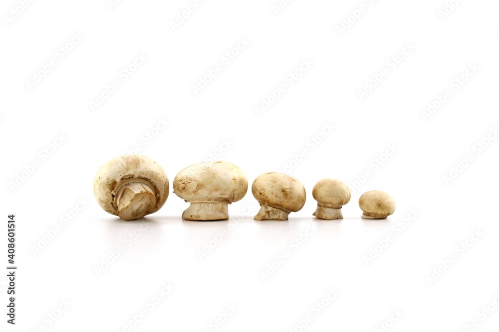 mushroom isolated on white background mushroom isolated on white background