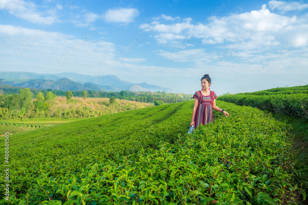 Asian woman in traditional clothes collecting tea leaves with basket in tea plantations terrace, Chiang mai, Thailand.