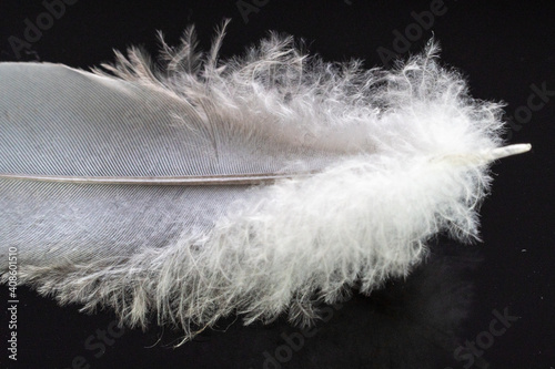 white feather on black background