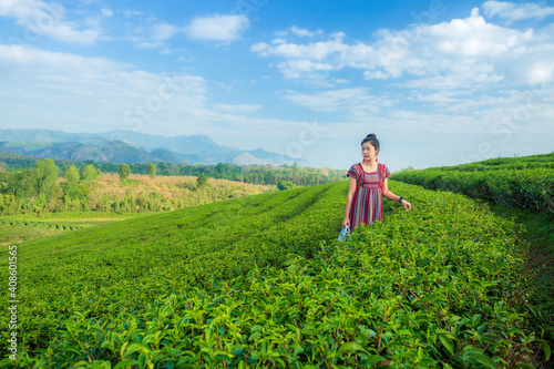Asian woman in traditional clothes collecting tea leaves with basket in tea plantations terrace  Chiang mai  Thailand.